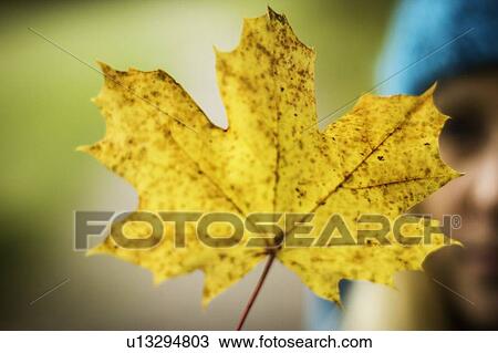 Stock Image - Close up of yellow autumn leaf. Fotosearch