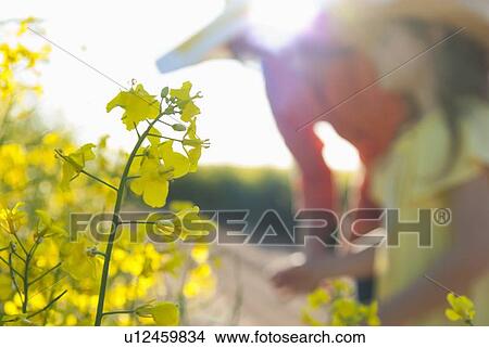 Picture - Close up of yellow flower outdoors. Fotosearch