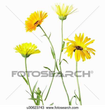 Close up of yellow flowers View Large Photo Image Stock Image - Close up of yellow flowers. Fotosearch