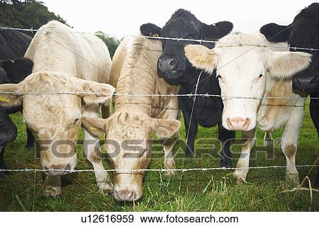 Cows peeking out from wire fence View Large Photo Image Stock Photo - Cows peeking out from wire fence. Fotosearch
