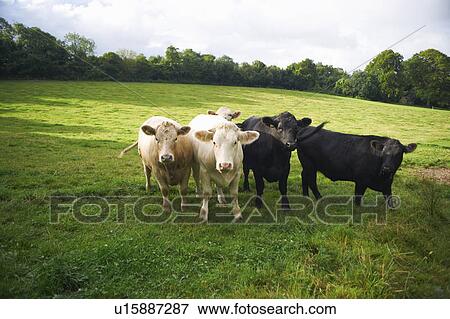 Cows walking in grassy field View Large Photo Image Stock Photo - Cows walking in grassy field. Fotosearch