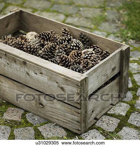 Stock Photography - Crate of pine cones on cobblestone walk. Fotosearch