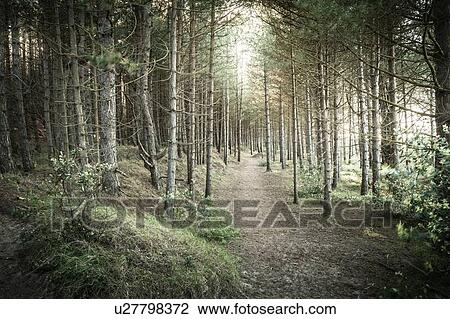 Stock Image - Dirt path in rural forest. Fotosearch