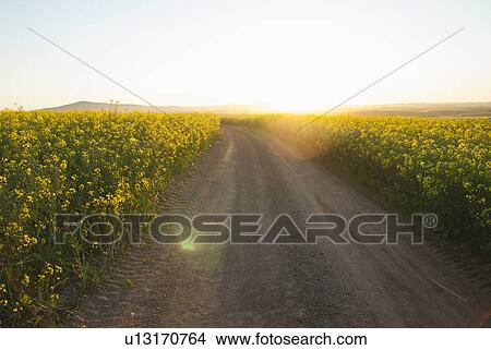 Picture - Dirt road in field of flowers. Fotosearch