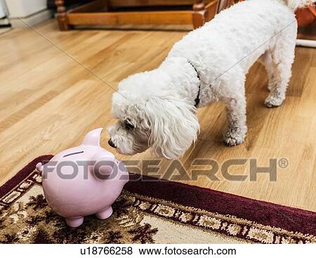 Dog examining piggy bank in living room View Large Photo Image Stock Photo - Dog examining piggy bank in living room. Fotosearch