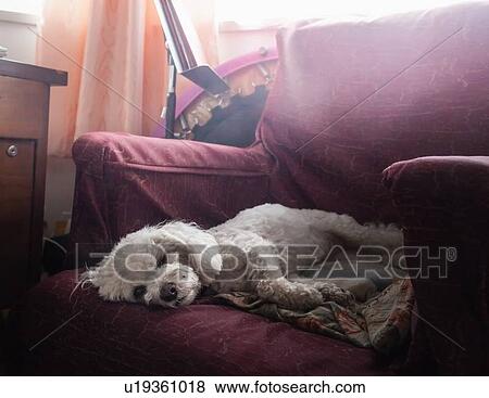 Dog sleeping in armchair View Large Photo Image Stock Photo - Dog sleeping in armchair. Fotosearch