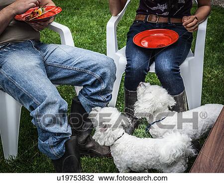 Stock Image - Dogs begging for owners food. Fotosearch