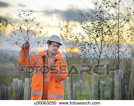 Ecologist examining young trees View Large Photo Image Stock Image - Ecologist examining young trees. Fotosearch