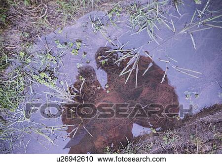 Stock Image - Ecologists examining dirty pond. Fotosearch