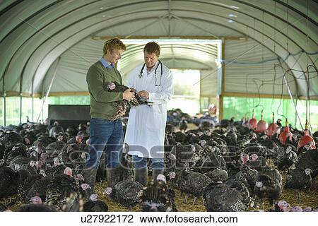 Farmer and vet with turkey in barn View Large Photo Image Stock Image - Farmer and vet with turkey in barn. Fotosearch