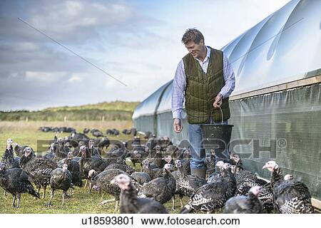 Stock Image - Farmer feeding turkeys on farm. Fotosearch