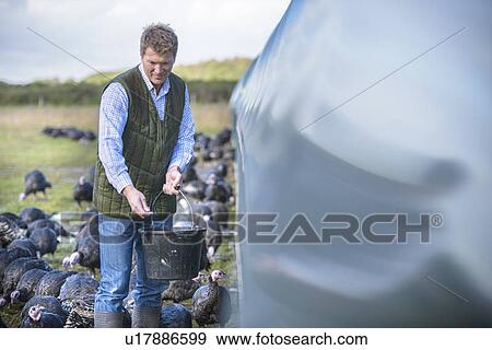 Farmer feeding turkeys on farm View Large Photo Image Stock Photo - Farmer feeding turkeys on farm. Fotosearch