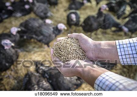 Stock Photo - Farmer holding turkey feed on farm. Fotosearch