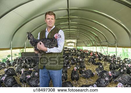 Stock Photo - Farmer holding turkey in barn. Fotosearch