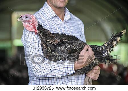 Farmer holding turkey in barn View Large Photo Image Stock Photography - Farmer holding turkey in barn. Fotosearch