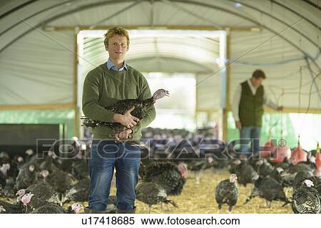 Farmer holding turkey in barn View Large Photo Image Stock Photography - Farmer holding turkey in barn. Fotosearch