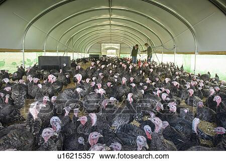 Stock Photo - Farmers and turkeys in barn. Fotosearch