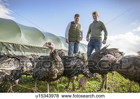 Farmers with turkeys on free range farm View Large Photo Image Stock Photo - Farmers with turkeys on free range farm. Fotosearch