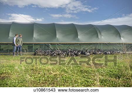 Farmers with turkeys outside barn View Large Photo Image Stock Image - Farmers with turkeys outside barn. Fotosearch
