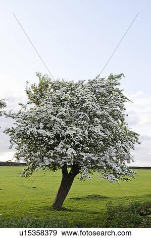 Stock Photo - Flowering tree in grassy field. Fotosearch
