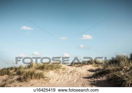 Grassy sand dunes under blue sky View Large Photo Image Stock Photo - Grassy sand dunes under blue sky. Fotosearch