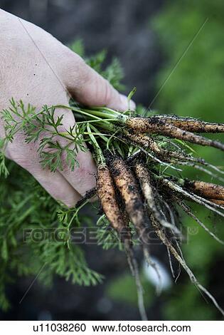 Hand holding fresh picked baby carrots View Large Photo Image Stock Image - Hand holding fresh picked baby carrots. Fotosearch