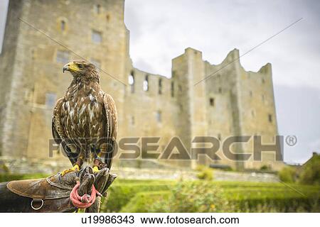 Stock Image - Hawk perched on trainers gauntlet. Fotosearch