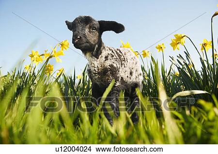 Lamb walking in field of flowers View Large Photo Image Picture - Lamb walking in field of flowers. Fotosearch