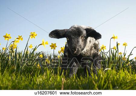 Lamb walking in field of flowers View Large Photo Image Stock Image - Lamb walking in field of flowers. Fotosearch