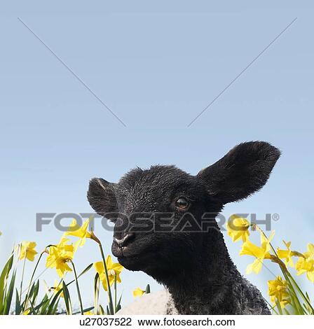 Lamb walking in field of flowers View Large Photo Image Stock Image - Lamb walking in field of flowers. Fotosearch