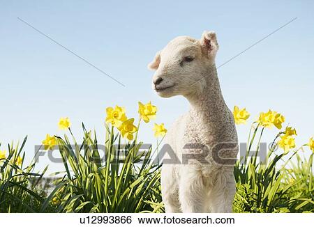 Lamb walking in field of flowers View Large Photo Image Stock Photograph - Lamb walking in field of flowers. Fotosearch