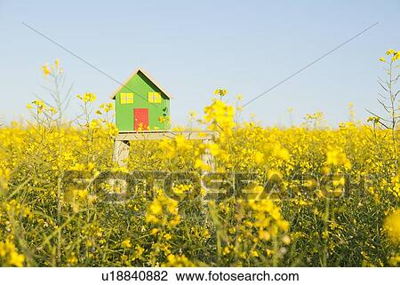 Stock Image - Model house in field of flowers. Fotosearch