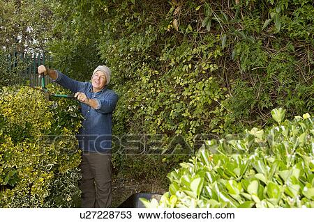 Stock Image - Older man trimming hedges in garden. Fotosearch