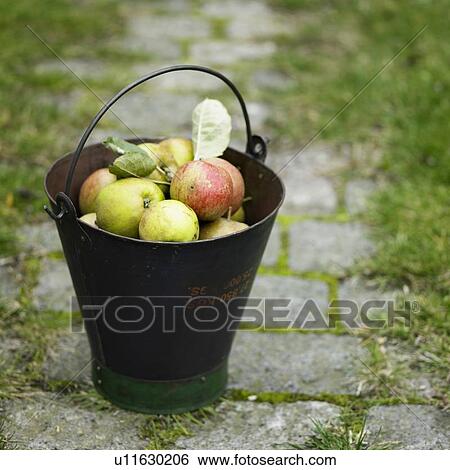 Stock Photograph - Pail of apples on cobblestone walk. Fotosearch