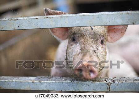 Stock Image - Pig peeking out from behind fence. Fotosearch