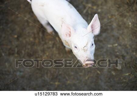 Stock Image - Pig standing in dirt field. Fotosearch
