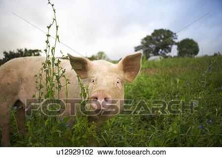 Stock Image - Pig walking in tall grass. Fotosearch