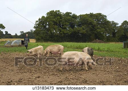 Pigs rooting in dirt field View Large Photo Image Stock Image - Pigs rooting in dirt field. Fotosearch