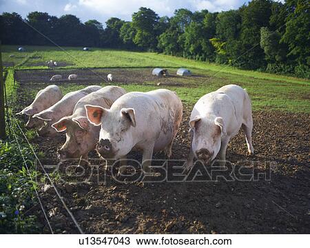 Pigs rooting in dirt field View Large Photo Image Stock Image - Pigs rooting in dirt field. Fotosearch