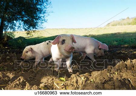 Pigs rooting in dirt field View Large Photo Image Stock Image - Pigs rooting in dirt field. Fotosearch