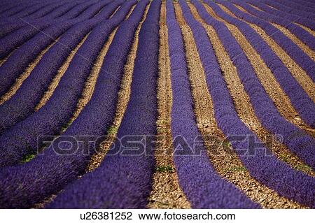 Rows of purple flowers in field View Large Photo Image Stock Image - Rows of purple flowers in field. Fotosearch