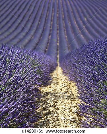 Rows of purple flowers in field View Large Photo Image Stock Photography - Rows of purple flowers in field. Fotosearch