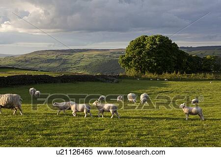 Stock Photography - Sheep grazing in grassy field. Fotosearch