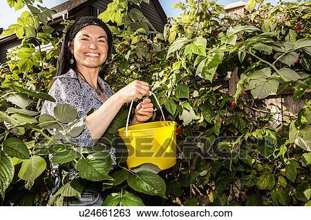 Smiling woman picking fruit in garden View Large Photo Image Stock Image - Smiling woman picking fruit in garden. Fotosearch