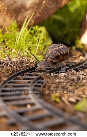 Stock Image - Snail moving along train tracks. Fotosearch