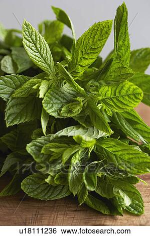 Sprig of mint on wooden board View Large Photo Image Stock Photograph - Sprig of mint on wooden board. Fotosearch