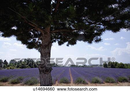 Tree growing by field of purple flowers View Large Photo Image Stock Image - Tree growing by field of purple flowers. Fotosearch