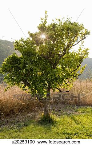 Stock Image - Tree growing in grassy field. Fotosearch