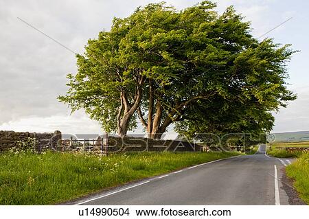 Tree overlooking rural road View Large Photo Image Picture - Tree overlooking rural road. Fotosearch