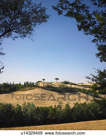Trees arching over rural landscape View Large Photo Image Stock Photo - Trees arching over rural landscape. Fotosearch